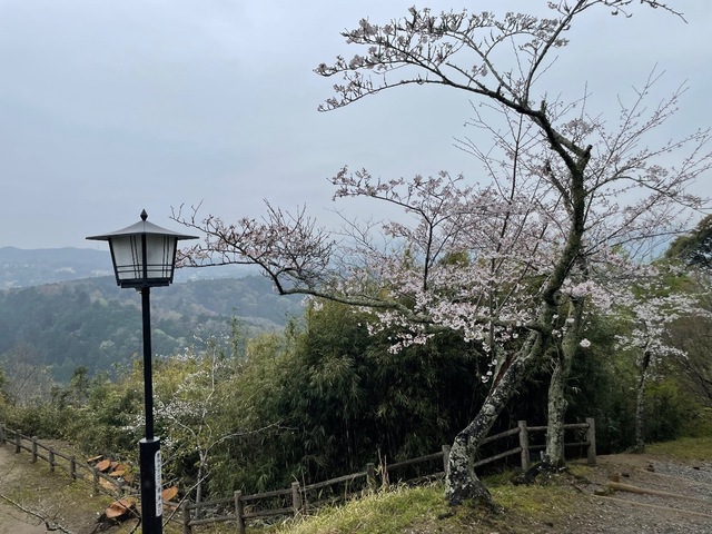 IMG_7302.jpeg